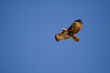 Red-tailed Hawk flying above Red-tailed Hawk flying above
