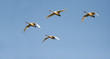 Four Canadian geese heading south