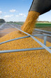 Corn Harvest