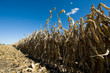 Photo en ligne au meilleur prix Corn Harvest