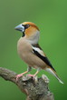 Hawfinch portrait