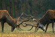 Red deer fight