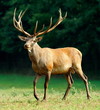 Red deer on a meadow