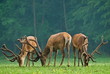 Red deers grazing on a meadow