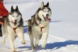 husky race