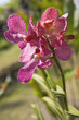 bali orchid