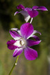 bali orchid