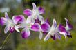 bali orchid