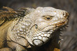 Komodo dragons, Indonesia Komodo dragons, Indonesia