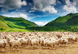 Herd of sheep