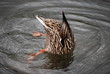Ente Ente