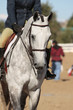 Elegant Horse and Rider Elegant Horse and Rider
