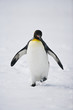 Walking King Penguin
