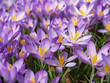 Krokusse im Frühling
