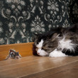 Cat staring at a mouse coming out of her hole Cat staring at a mouse coming out of her hole