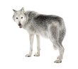 Mackenzie Valley Wolf (8 years) - Canis lupus occidentalis