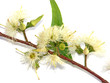 fleurs d'eucalyptus