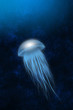 medusa, jellyfish medusa, jellyfish
