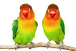 Pair of lovebirds
