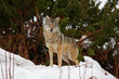 Wolf in the snow