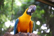 Macaw Perched in Jungle