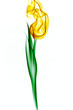 yellow tulip made from smoke on white background yellow tulip made from smoke on white background
