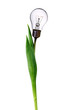 lamp bulb tulip isolated on white with clipping path