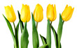 five yellow tulips isolated on white with clipping path