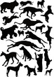 twenty black dogs