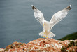 Landende Möwe