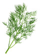 Dill branch