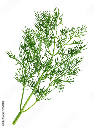 Dill branch