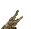 Alligator will fressen