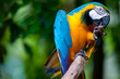 Parrot