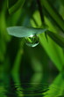 Tropfen am Blatt