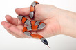 snake