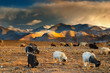 Grazing sheep and goats Grazing sheep and goats