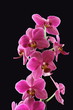 Orchidee / orchid Phalaenopsis