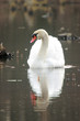 swan