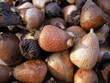 Sterngladiolen-Zwiebeln Sterngladiolen-Zwiebeln