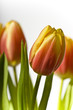 Tulpen