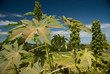 Castor Seed