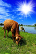calf