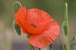 Mohnblüte