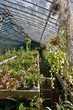 Plants and Flower Nursery Plants and Flower Nursery