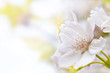 Kirschblüte