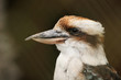 Foto: Kookaburra Kookaburra