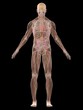 anatomie des menschen anatomie des menschen
