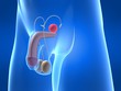penis illustration