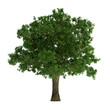 Tree isolated on white